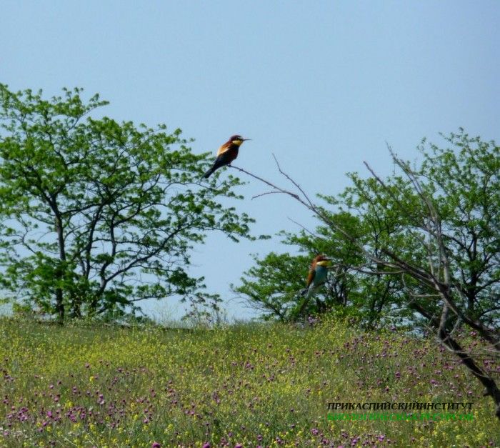 8.щурка.сарыкум.14.05.10
