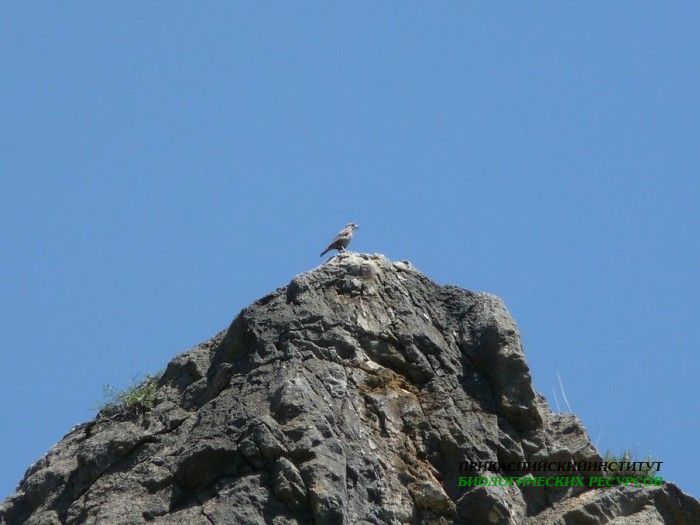 4.син.кам.дрозд.гоцатль28.07.10