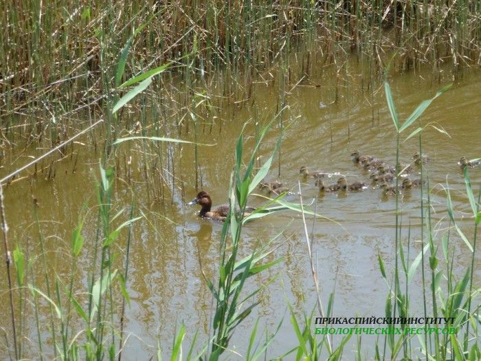 15.блогл.ныр.сптенц.турали.07.06.12