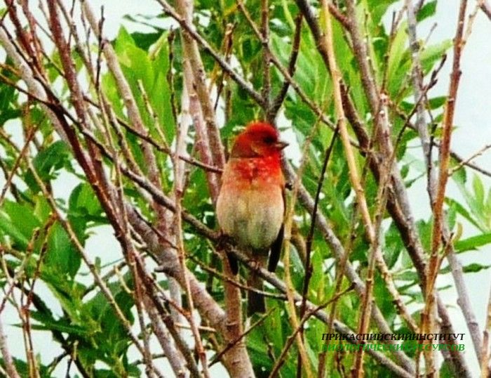 20.чечевица.матлас.8.07.10