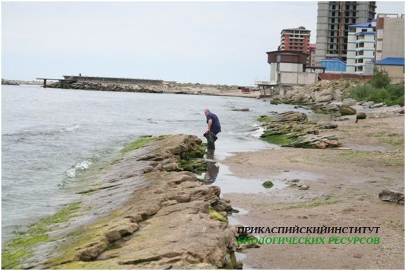 Гидробиологические съемки