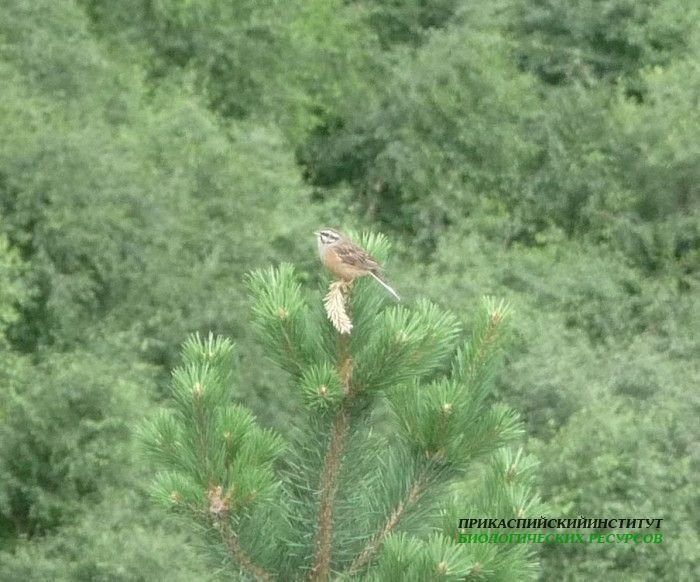 21.скальн.овс.25.7.09тлярош