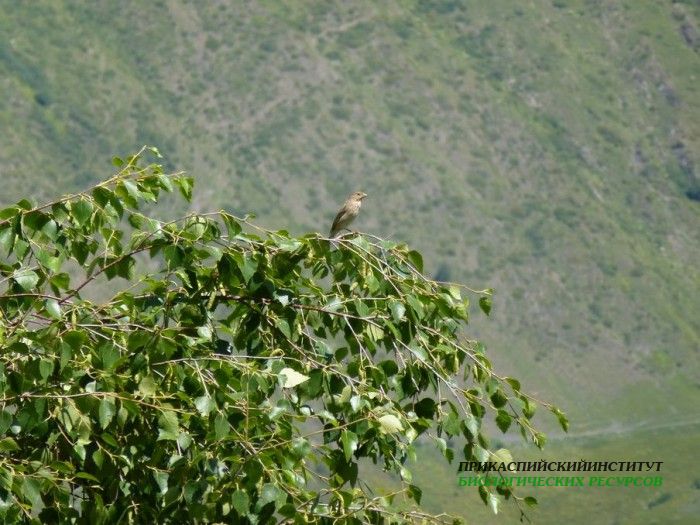 7.чечевицаоб.самка.тлярата.17-20.07.12