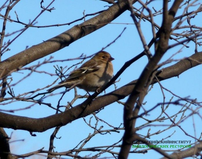 5.зяблик.плк.25.02.10