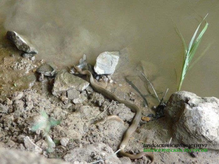 13.охотазмеинарыбу.турали.11.06.10