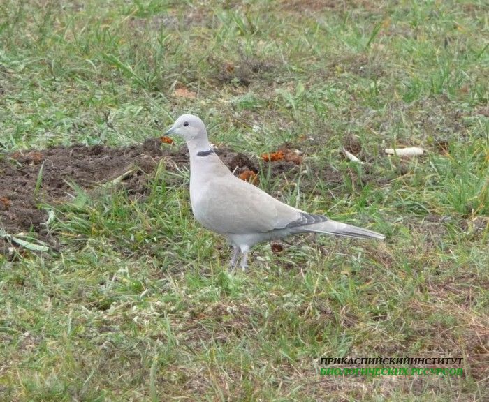 9.кольч.горл.азов09