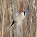 3.усат.син.самец.турали10