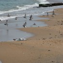 6зуекпесчанкамнешар.турали.9.9.2011