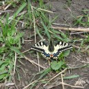 1.махаон.кисловод.2.05.11