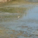 10.турухт.турали.9.9.2011