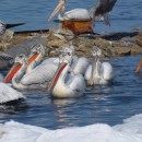 36.пелик.кудр.судоремзав.21.02.12