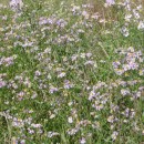 3.астрасолончак.25.09.09