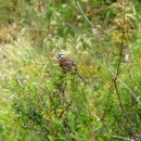 19.горн.овс.тлярош.15.08.10