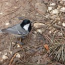 6.московка.кисловод.1.05.11