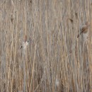 3.усат.син.турали10