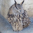 6.филин.пятигорск.4-6.02.2012