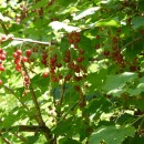 1.смородина.тлярата.17-20.07.12