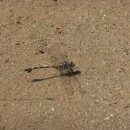 1.стрикоза.турали.18.06.10