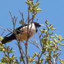 6.роз.сквор.турали.8.05.10