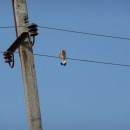 7.степ.пустельга.турали.9.9.2011