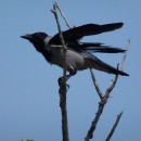 4.сер.вор.турали.4.05.12