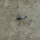 2.стрекозасчерн.хвост.самка.турали.01.07.11