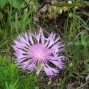 1.василек.14.05.10