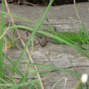 4.ящерица.самец.турали.01.07.11