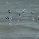 47.чайки.турали.11.03.11