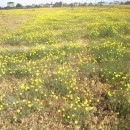 3.козелец.турали.2011