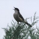 черноголтряс