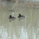 33.хохл.чернеть.турали.21.01.11