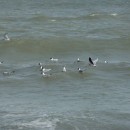 40.чайки.турали.11.03.11