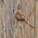 17.усат.син.турали10