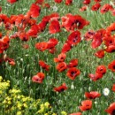 7.макиподорогенасарыкум.14.05.10