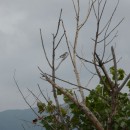 19.сер.сорокопут.турали.10.09.10