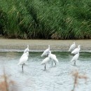 1.м.б.ц.сер.цаптрескун.каравай.7.8.09турали