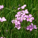 1.фиалкалесная.матлас.8.07.10