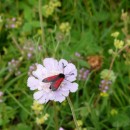 5.медведица.матлас.7.07.10