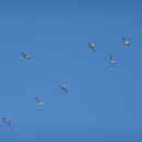 9.пеликанкудряв.аграхан.21-23.09.11