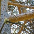 Белка карануб 2012