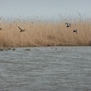 2.широконоска.турали.8.4.11