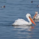 98.красногол.ныр.судоремзав.21.02.12