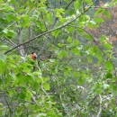 9.снегирь.карануб.24.08.2011