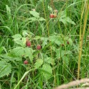 1.малина.тлярош.15.08.10