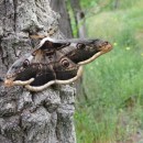 13.павлиноглазка.турали.20.05.11