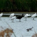 5.м.б.ц.травн.каравай.7.8.09турали