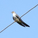 21.кукушка26.06.09турали