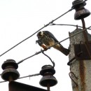 39.чеглоксдобыч.тур.02.10.09