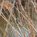 4.тростн.овс.турали11.03.11